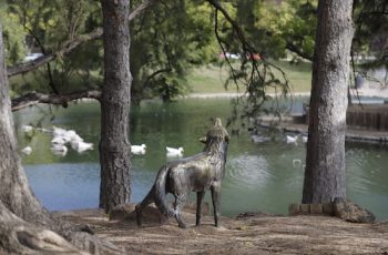 lobo_pond_favorite