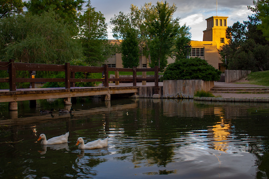 The Duck Pond on the University of New Mexico in Albuquerque, New Mexico campus with pond, geese, and bridge at sunset